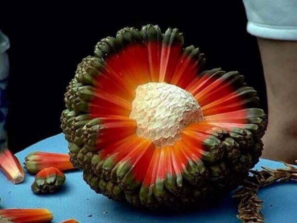 rare fruits in the world