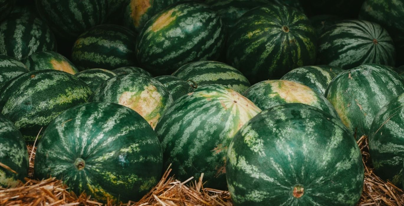 taking-a-deeper-look-at-japan-s-square-watermelons